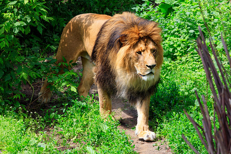 一只野生狮子沿着森林小径行走。