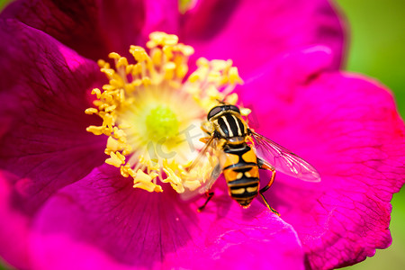粉红牡丹花与授粉黄蜂