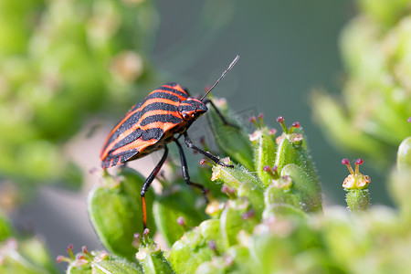 bug graphosoma lineatum - 条纹甲虫