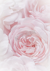 白色玫瑰摄影照片_淡粉色的玫瑰。