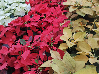 白色圣诞树叶摄影照片_花坛的顶视图，两旁是黄色、红色和白色的一品红。