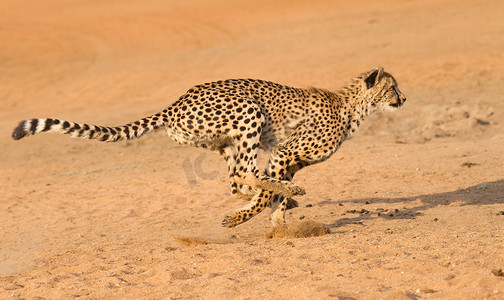 奔跑的猎豹 (Acinonyx jubatus)，南非