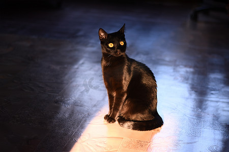 一只美丽的黑猫专心地盯着相机。