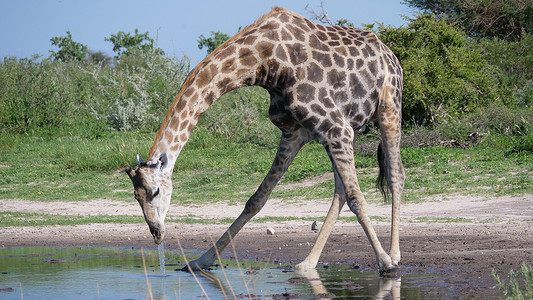 长颈鹿从水坑里喝水