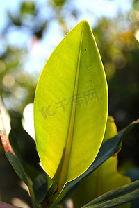 红树林叶植物树细节宏