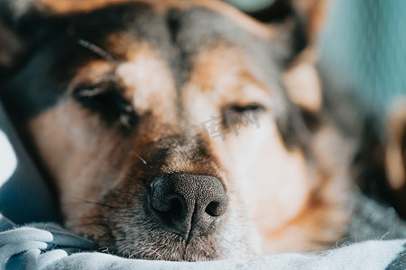 一只睡着的狗的鼻子在沙发上休息，而太阳反射在他身上