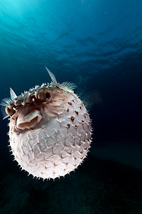 Yellowspotted burrfish 使用它的防御系统。