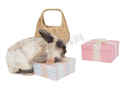 动物礼盒摄影照片_带礼盒和柳条篮的毛茸茸的兔子