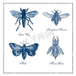 博物学家摄影照片_蜘蛛黄蜂、飞蛾、Necrophorus Humator 甲虫、Mantis Foliatus Vintage Collection