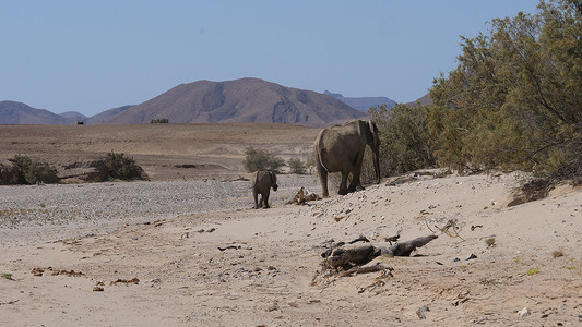 大象和她的小牛在干燥的稀树草原上行走