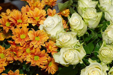 淡绿色卷轴摄影照片_淡绿色的玫瑰和橙色的菊花。 