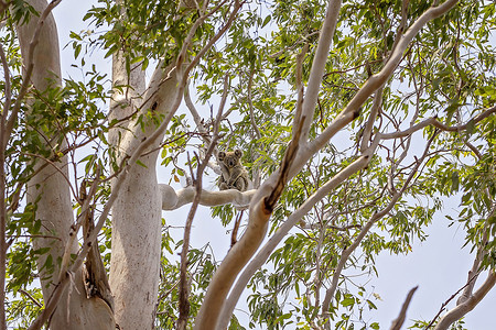 澳大利亚考拉摄影照片_澳大利亚考拉在自然栖息地