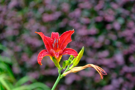 背景为紫色花朵的虎百合