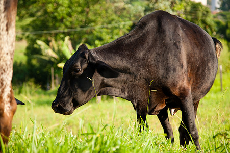 绿色田野中的黑牛