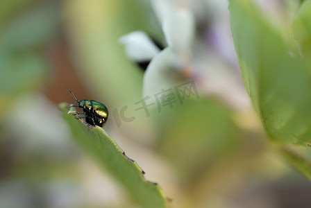 绿蚕豆摄影照片_吃蚕豆叶的绿甲虫