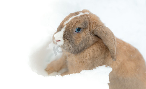 滑稽可爱的兔子，蓝眼睛坐在雪地里。