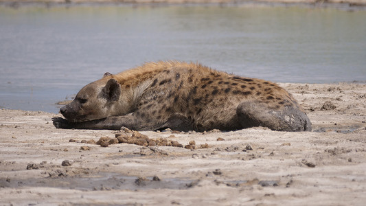 躺在池塘附近的斑点鬣狗