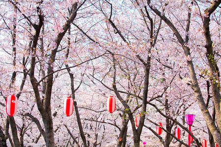 挂红灯笼摄影照片_挂着红灯笼的樱花树