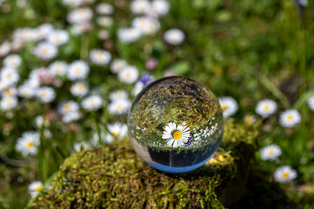 苔藓覆盖的石头上有雏菊花的水晶球