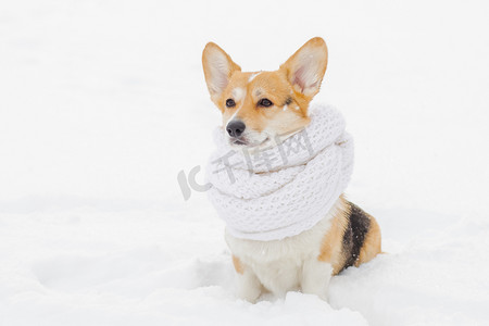 柯基犬摄影照片_一只戴着白色围巾的可爱柯基犬的肖像在寒冷的早晨行走。寒冷的雪地。冬天森林里一只小狗的肖像。