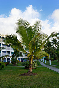 酒店门前的棕榈树