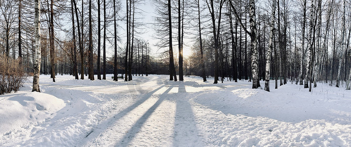 冬季公园全景，日落时黑树干的阴影