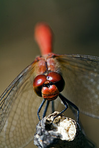 红色蜻蜓摄影照片_木头上野生红黄蜻蜓的前面