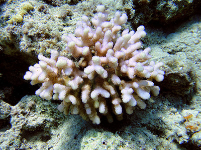 粉色珊瑚丛