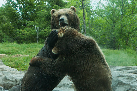 打架熊摄影照片_两只灰熊（棕熊）打架