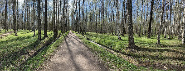 森林办公室摄影照片_春天第一天在森林里的全景，长长的影子，蓝天，树芽，桦树树干，阳光明媚的日子，树林里的小路