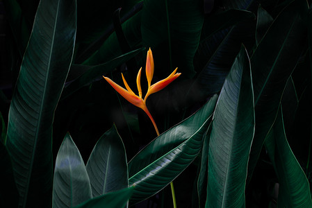 深绿色装饰摄影照片_深绿色热带植物自然背景上的异国情调的花朵。