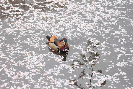 鸳鸯鸟摄影照片_盛开的樱花和鸳鸯