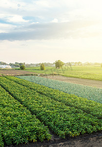 农业部门摄影照片_景观与许多农业领域。