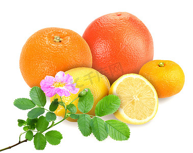 柑橘类水果与狗玫瑰的分支