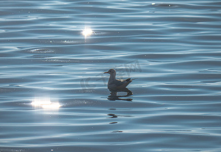 海鸥在湖上游泳，波浪湖