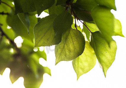 阳光下有绿叶的树枝