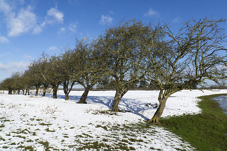 刮起冬天摄影照片_冬天的树