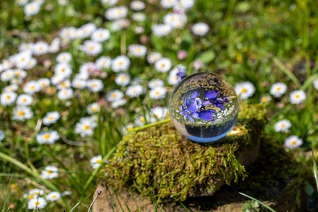 仿真水晶球摄影照片_水晶球与葡萄风信子、蒲公英花和雏菊在青苔盖的石头