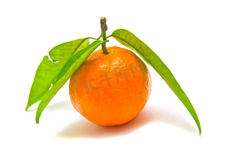 树枝上的单个橘子