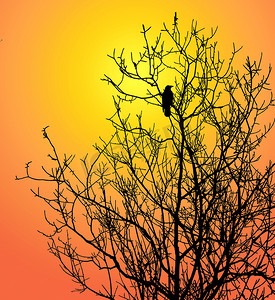背景太阳上树上的一只鸟