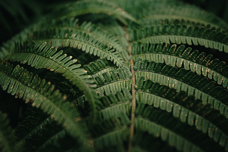 深绿ui摄影照片_雨天一些蕨叶在深绿色调上的质地超级特写