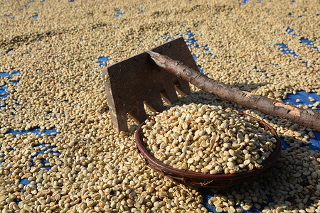 利用阳光使咖啡豆变干的过程。