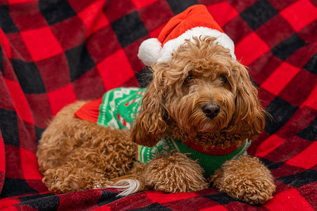 狗喜庆摄影照片_穿着圣诞衣服的 Cavapoo 狗。