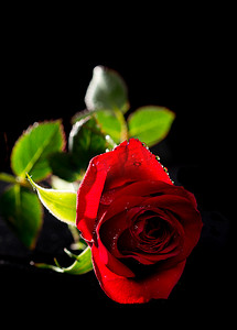 孤立在黑色的红玫瑰