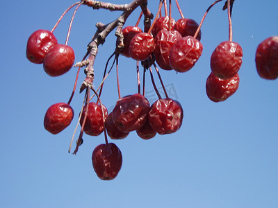 冬天的红色浆果