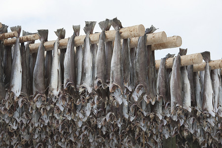动物出口摄影照片_挪威 Loftofen 出口到意大利的干鳕鱼干