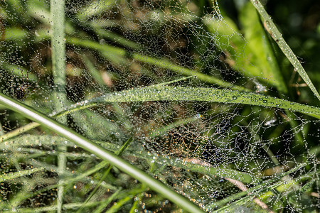 灰色蜘蛛网摄影照片_秋天的蜘蛛网，草地上有露珠