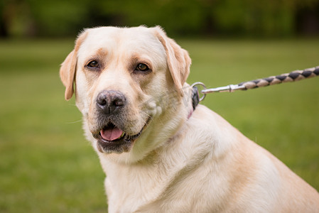 狗特写摄影照片_在公园的狗拉布拉多猎犬