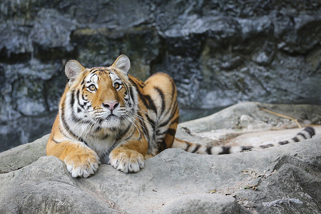 动物园里的大老虎