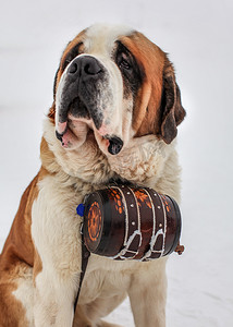 救援犬摄影照片_带有标志性桶的圣伯纳救援犬。